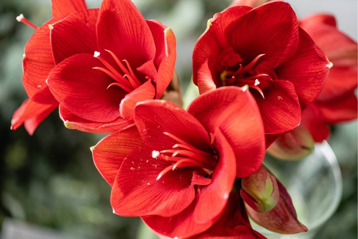 amaryllis fiorito