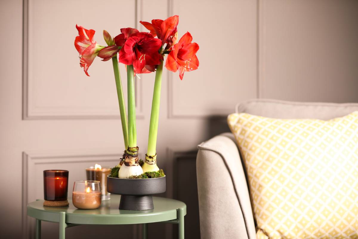 amaryllis, la bulbosa che fa respirare casa in inverno