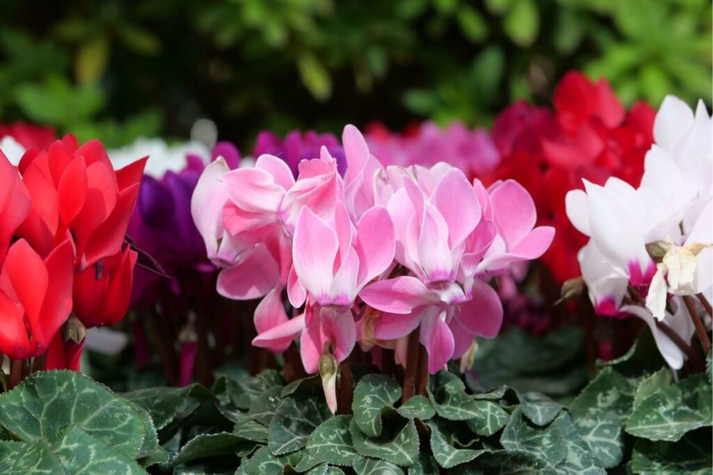 Ciclamini splendidi fino a Natale: la regola d’oro che nessuno ti dice