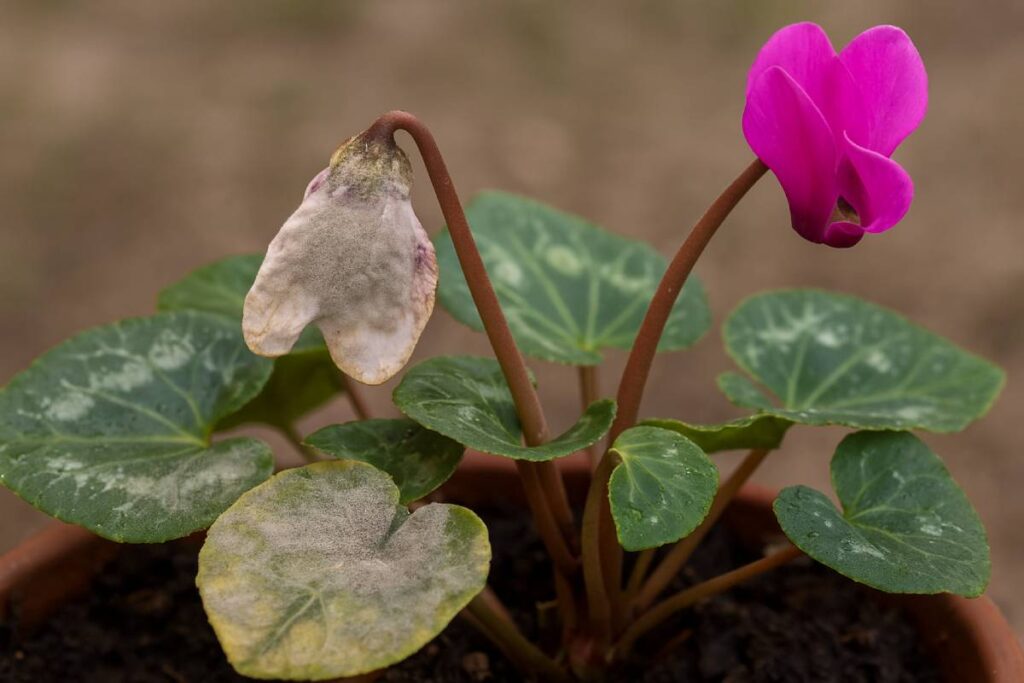 Muffa grigia sul ciclamino? Il rimedio naturale più efficace