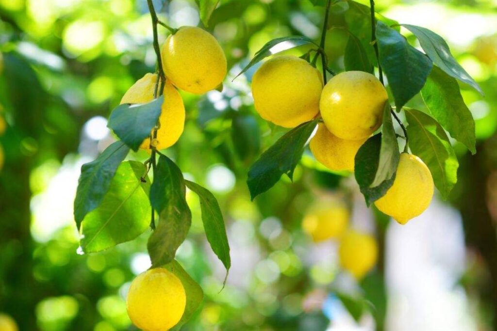 Talea di limone riuscita al primo colpo: ecco l’errore da evitare