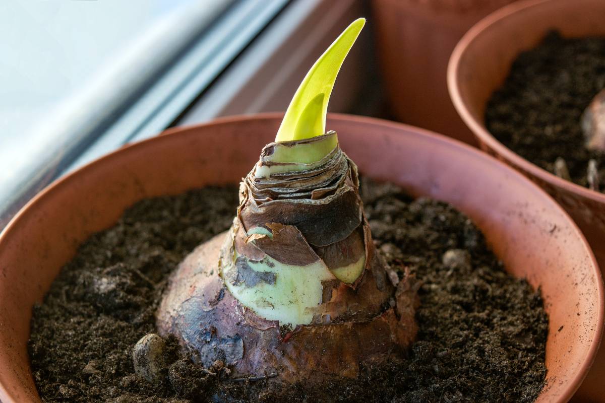 bulbo di amaryllis in vaso, come mantenerlo a natale