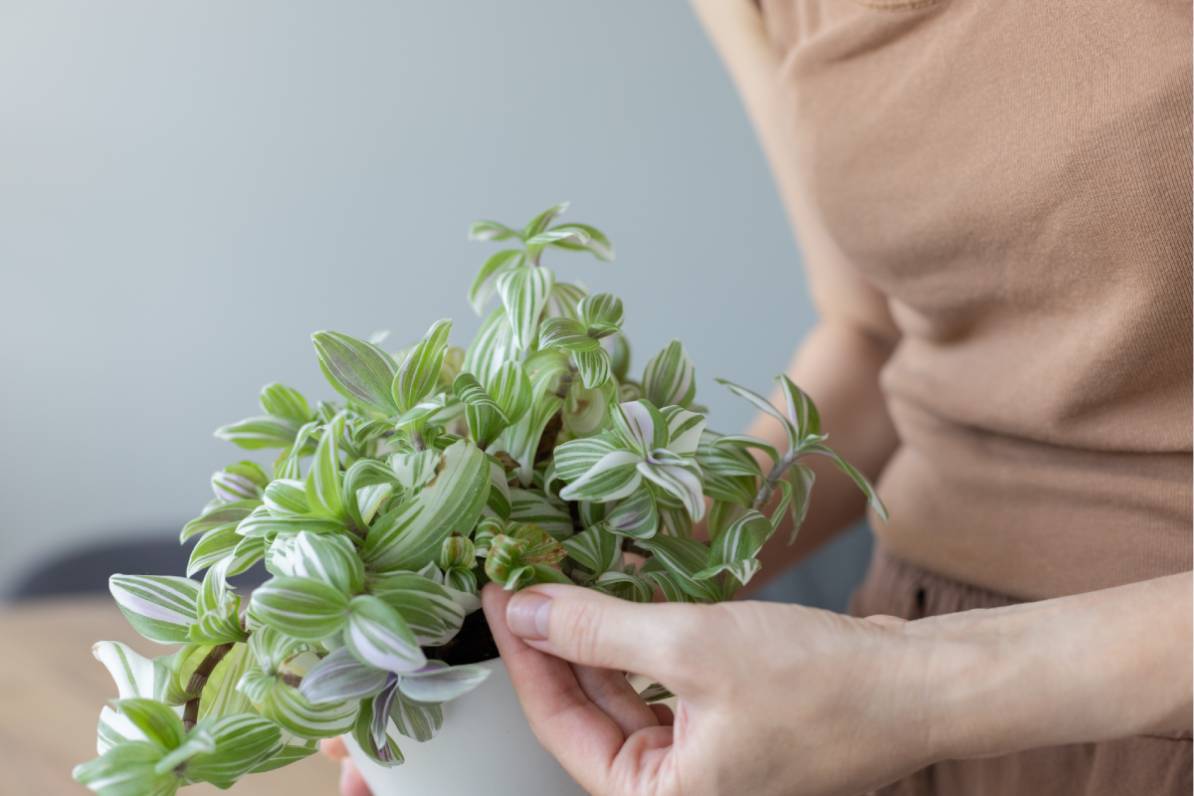 donna valuta una pianta miseria