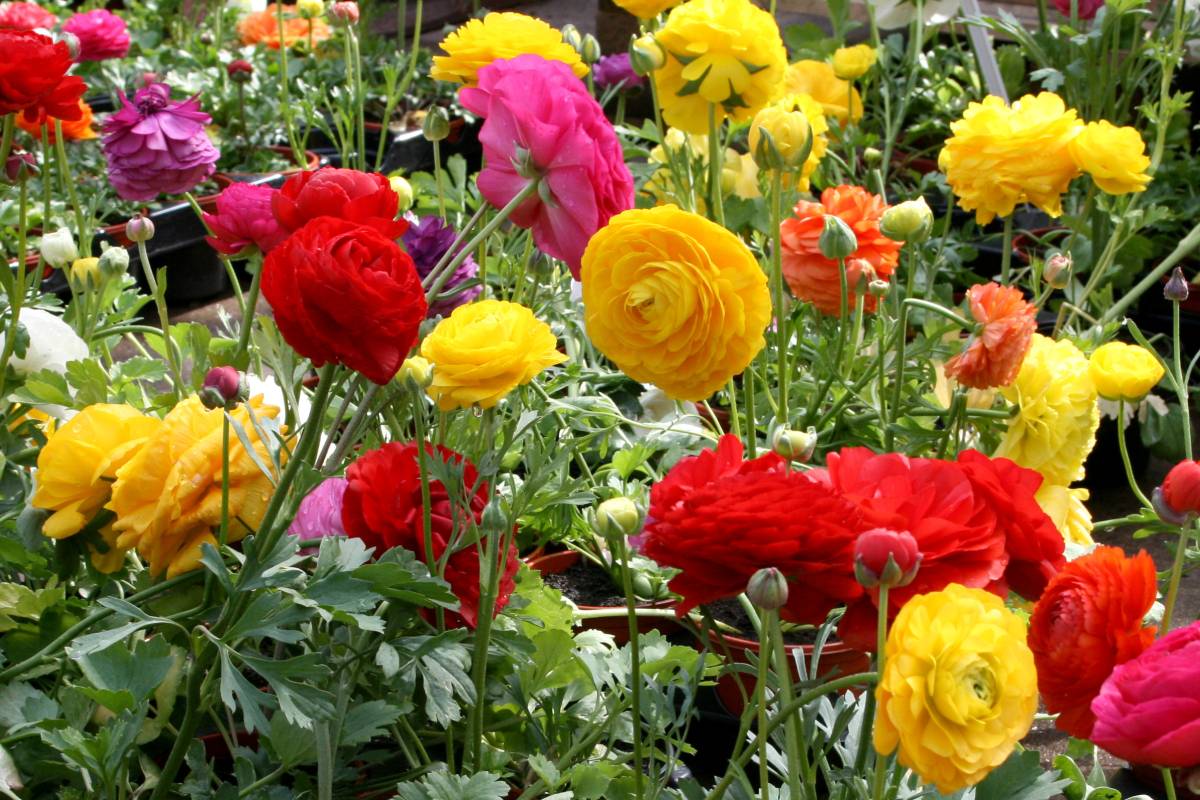ranuncoli multicolore