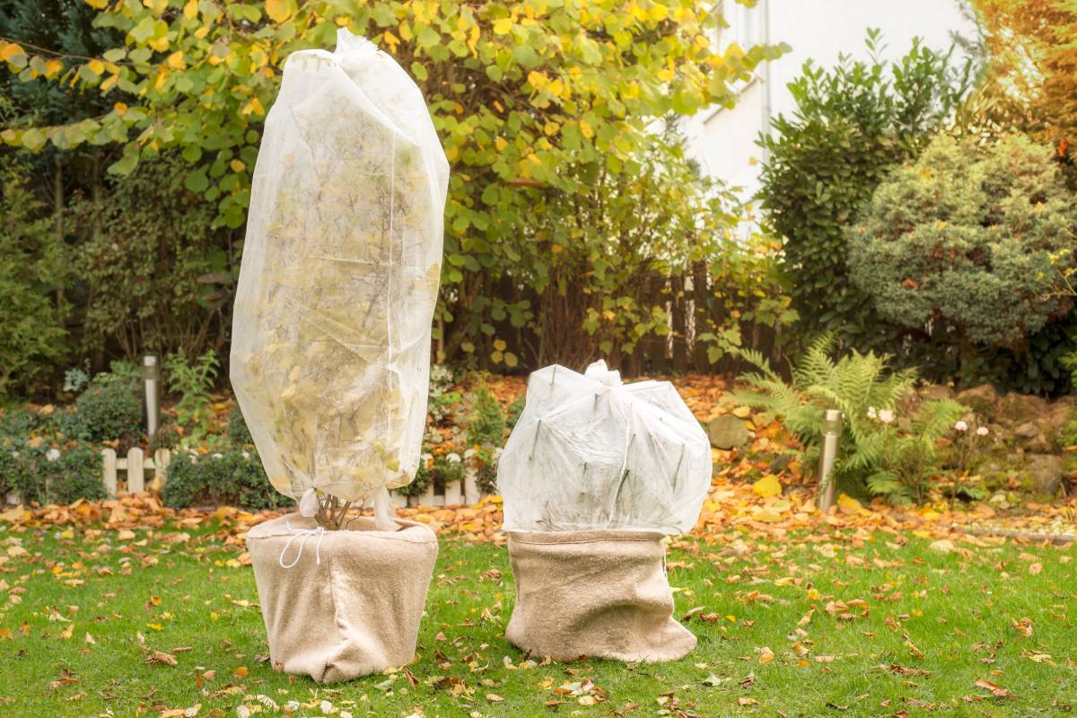 piante coperte contro il gelo 