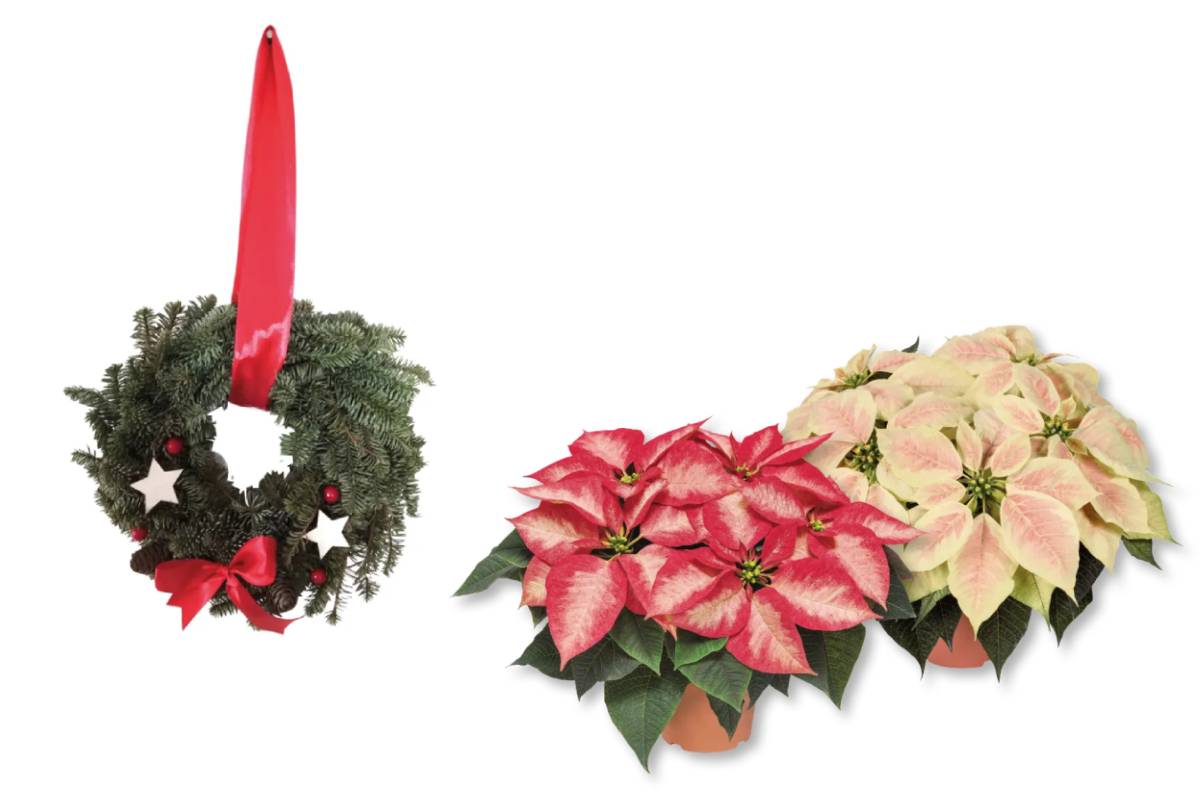 ghirlanda natalizia e stelle di natale da lidl