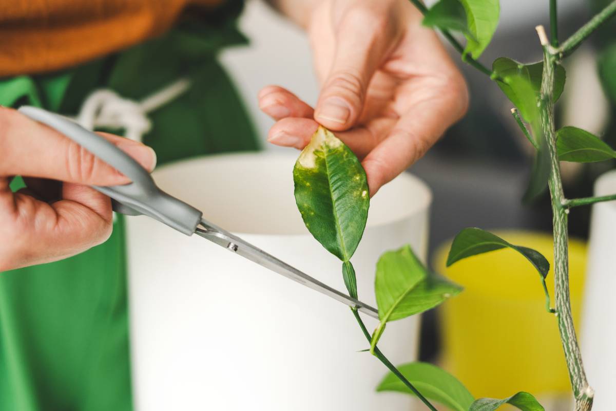 potatura di una pianta stanca