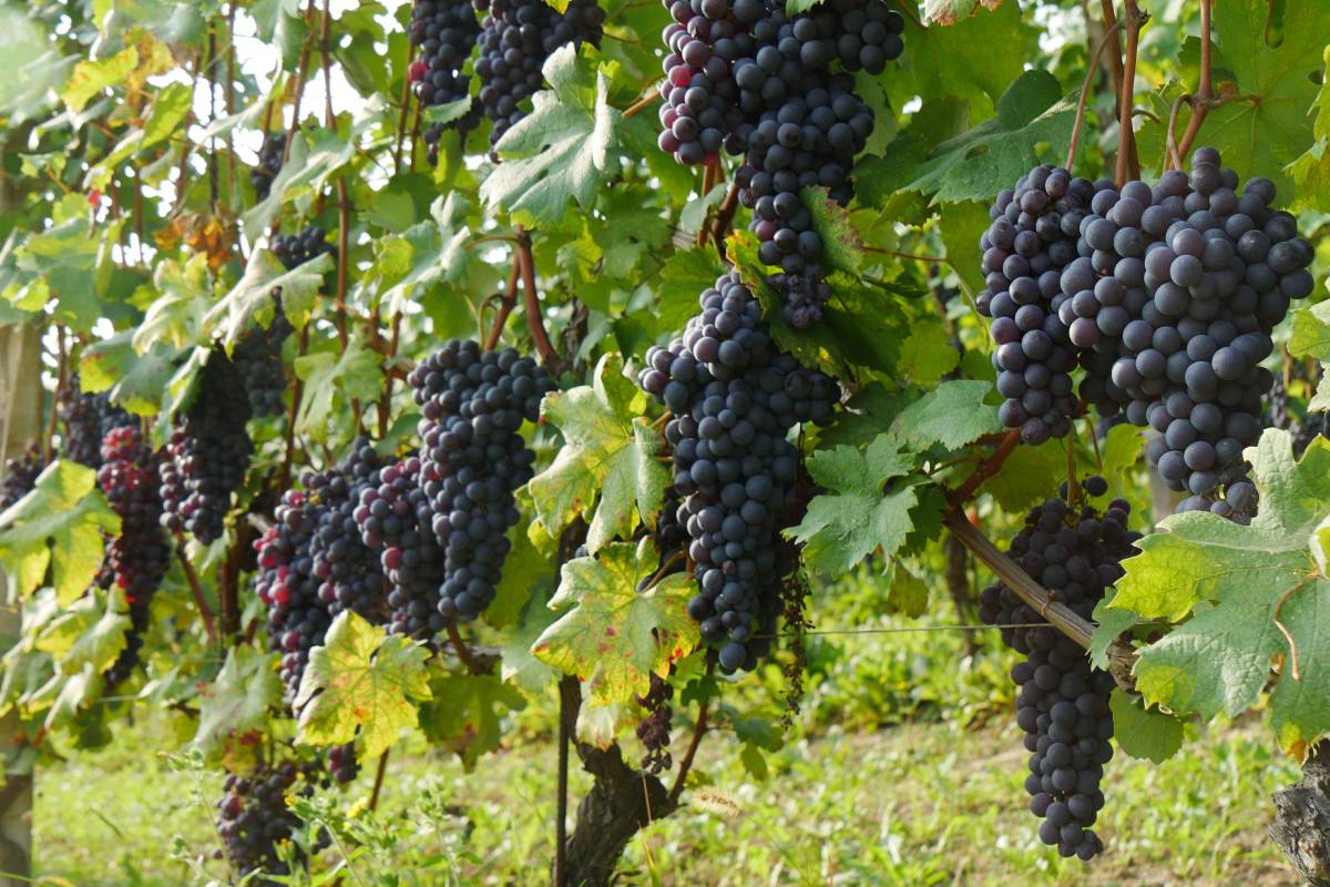 una per vino barbera nelle langhe, dove si vede l'autunno anche a novembre