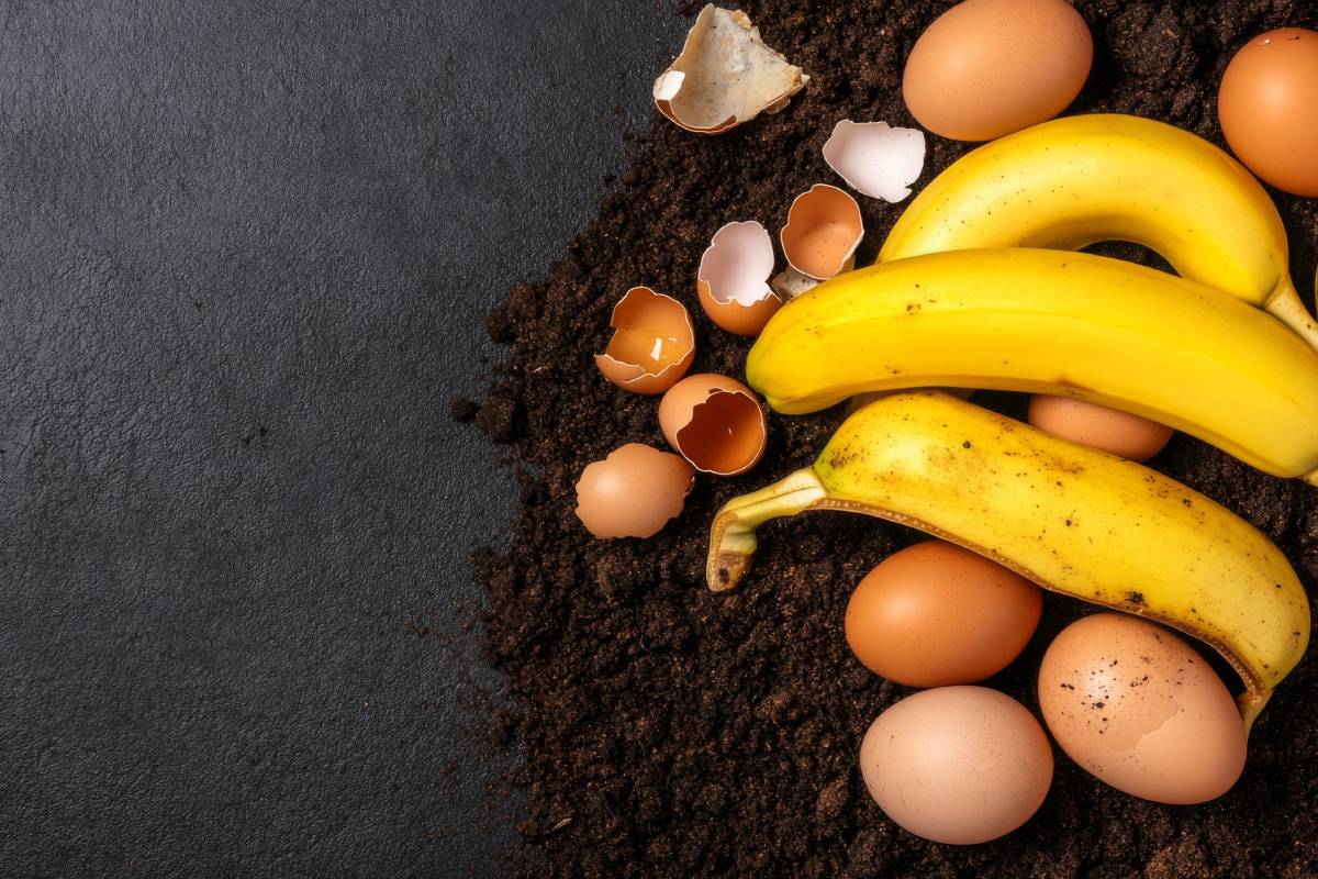 Fertilizzante fai da te per agrumi con bucce di banana e caffè