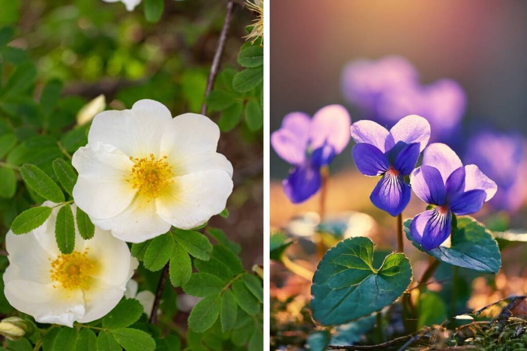 I fiori che profumano di più dopo la pioggia: la lista di novembre che sorprende