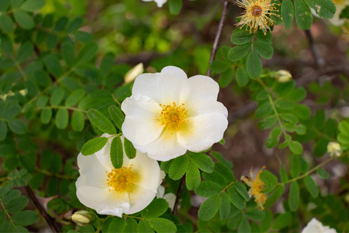 rosa canina, tra i fiori che profumano dopo la poggia