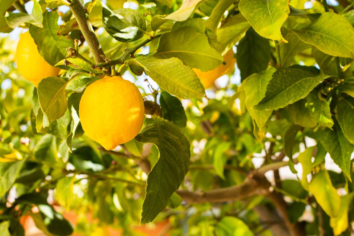 pianta di limone con foglie arricciate