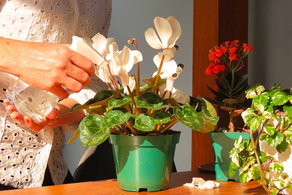 Ciclamini prima dell’inverno: il gesto che tutti sbagliano e che li fa appassire in pochi giorni