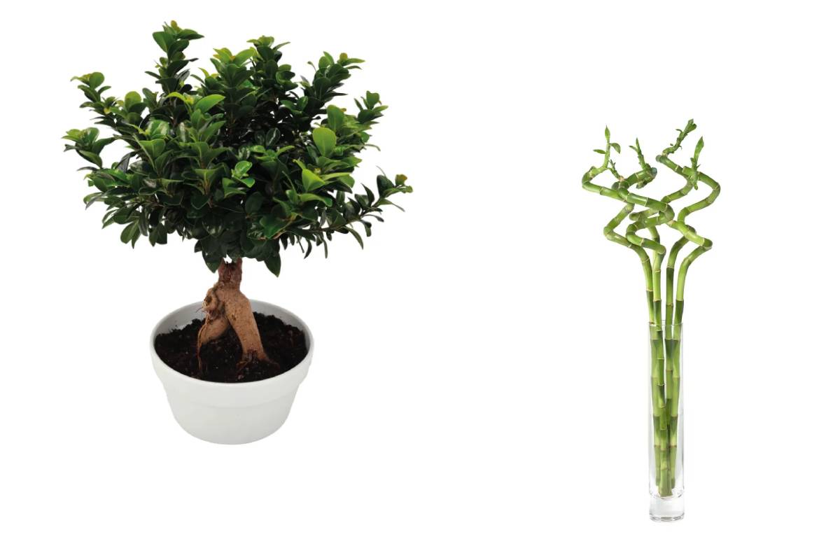 bonsai e lucky bamboo da lildl nel weekend