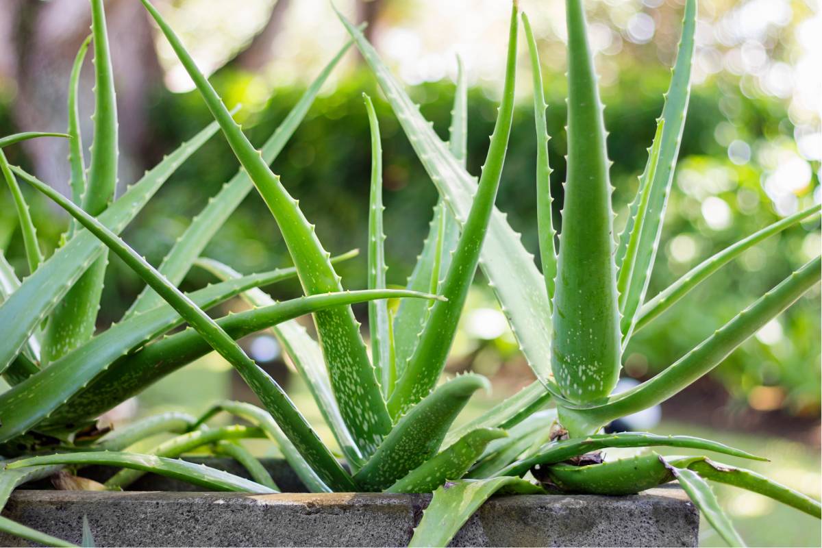 aloe vera migliora aria in casa