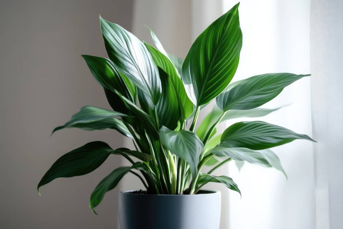 Aspidistra, tra le piante che non manao troppa luce