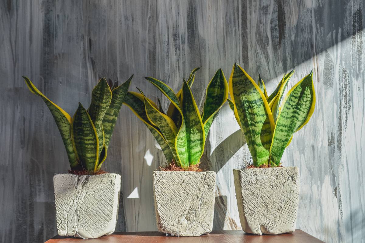 Sansevieria, che vive con poca luce in autunno 