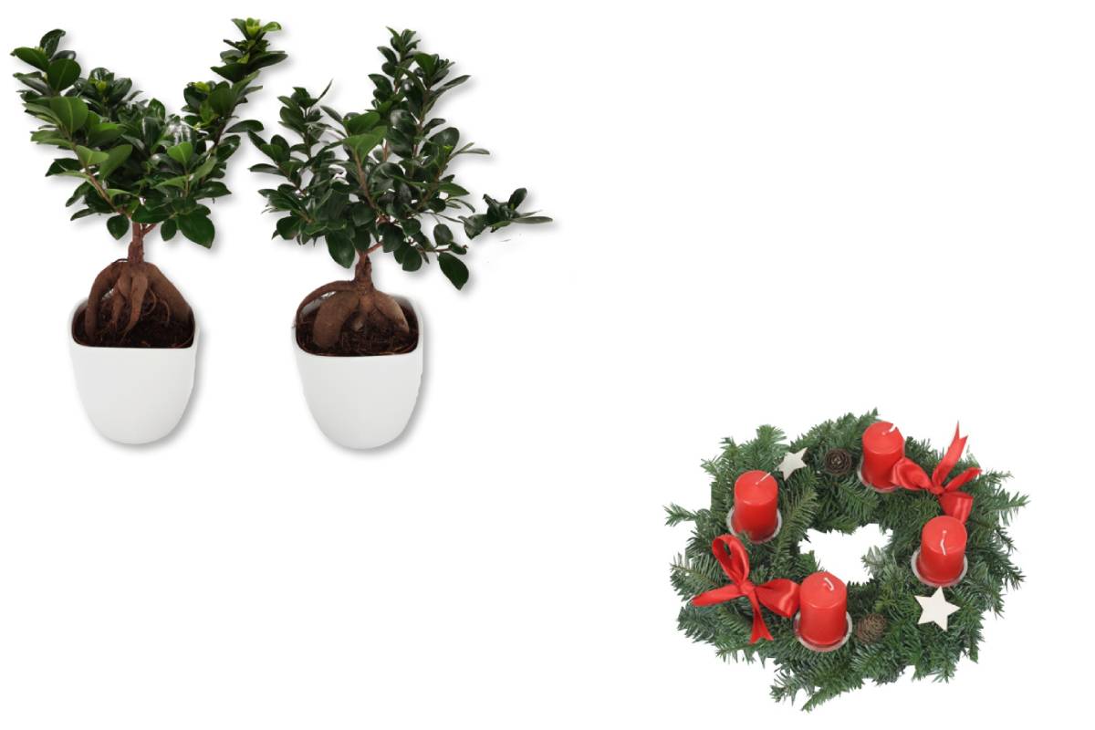 bonsai di ficus e centrotavola natalizio