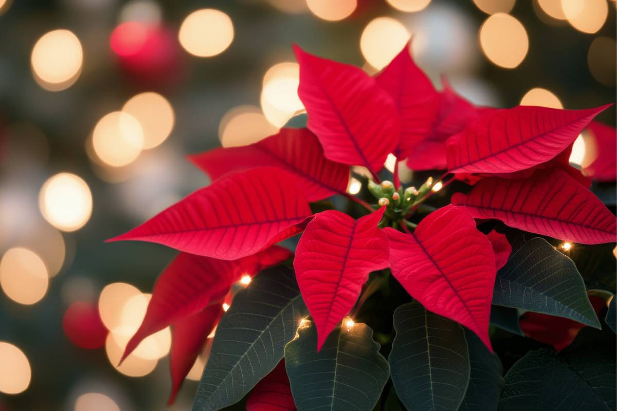 Stella di Natale splendida in casa