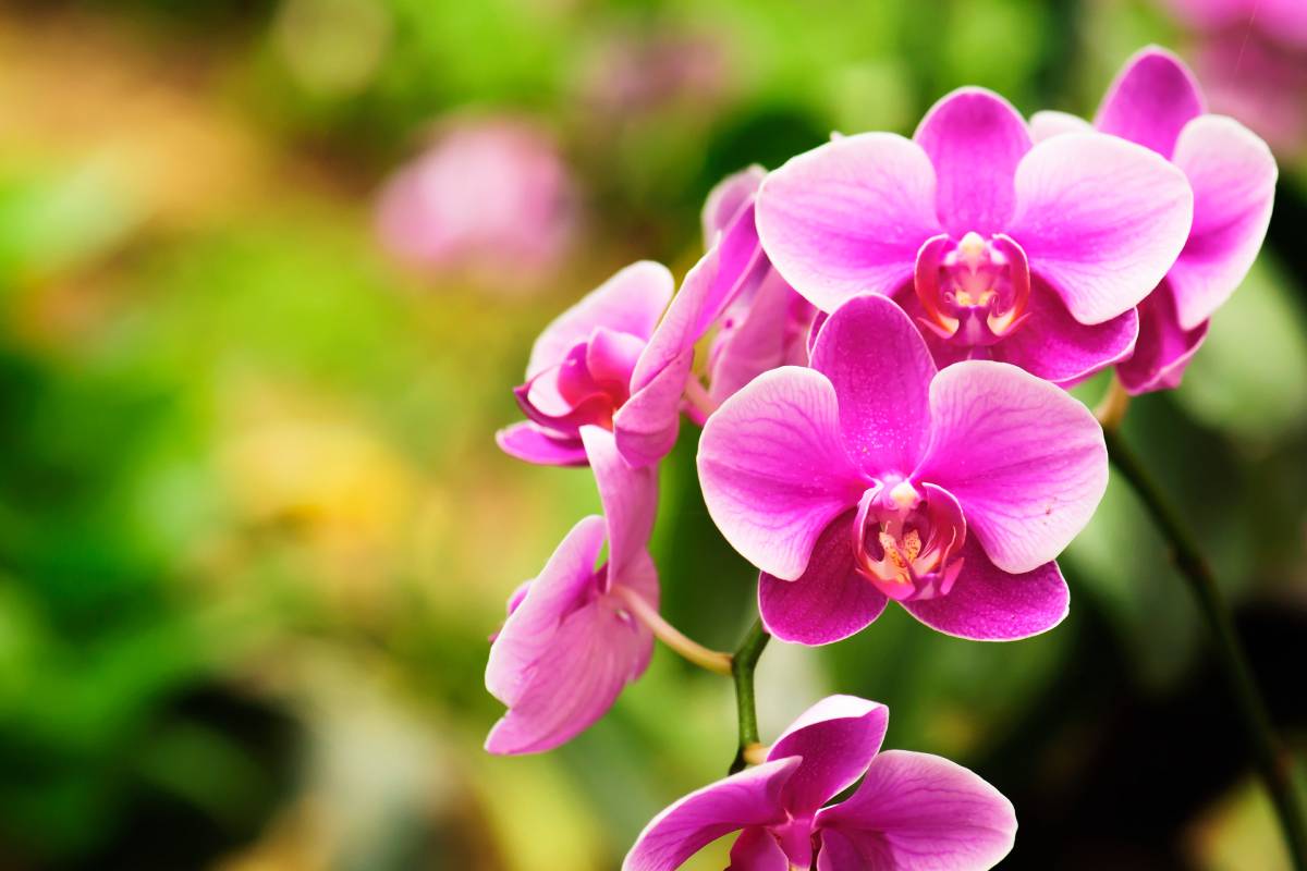 Orchidea da regalare a chi è speciale