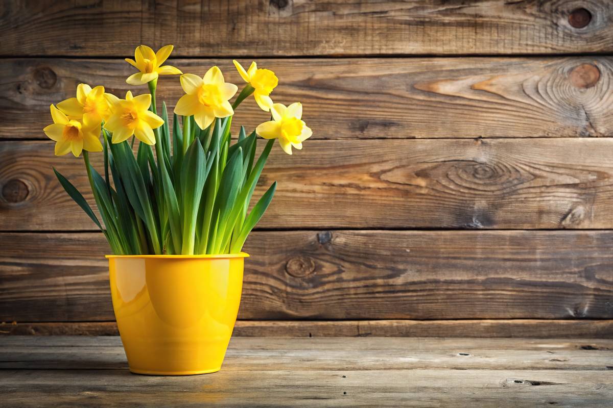 Narcissus ‘Spring Dawn’ in vaso giallo in inverno