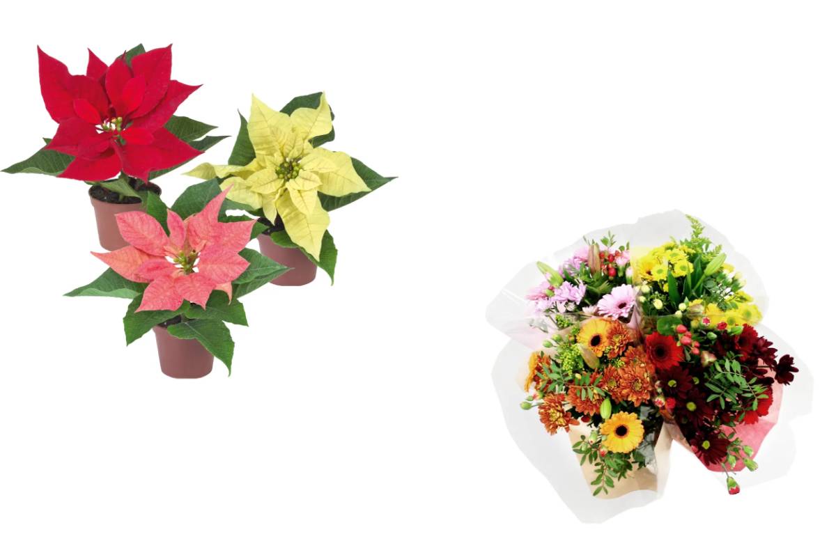 mini stelle di natale e bouquet da lidl in offerta dal 3 novembre