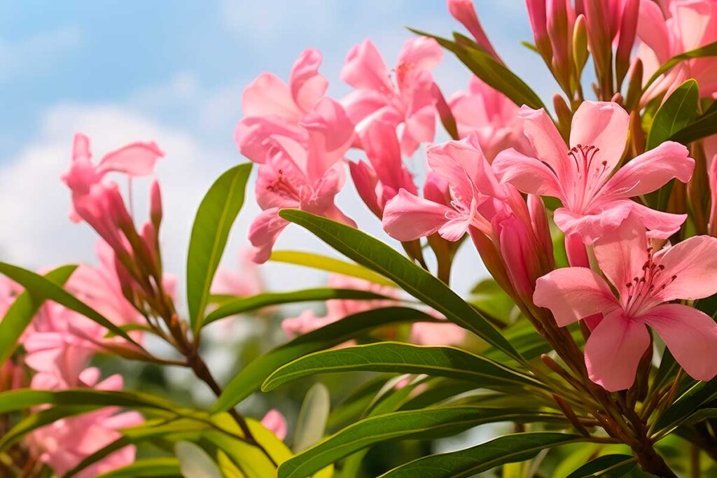 Oleandro al sicuro tutto l’inverno: ecco cosa devi fare ora