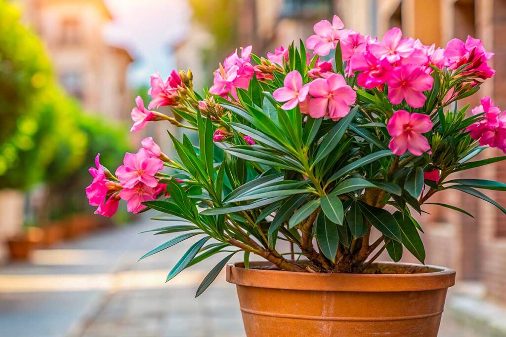 Oleandro in vaso e freddo: la temperatura critica che non deve mai superare