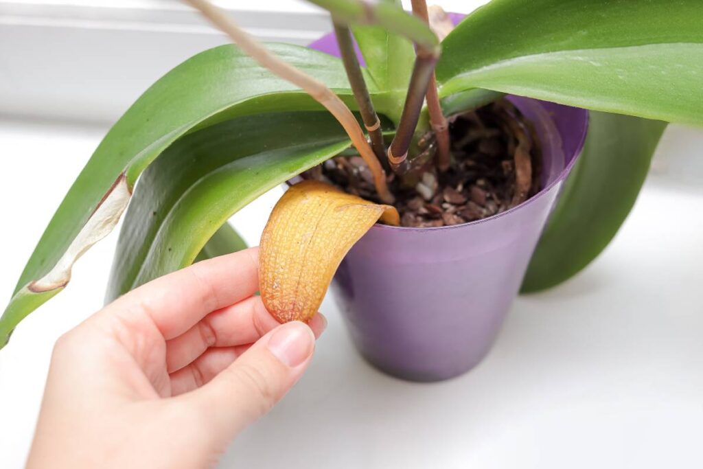 Orchidea in difficoltà? La guida pratica per salvarla senza errori