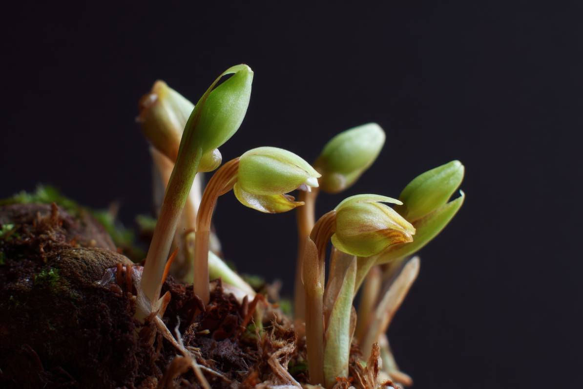 germogli di orchidea in ripresa