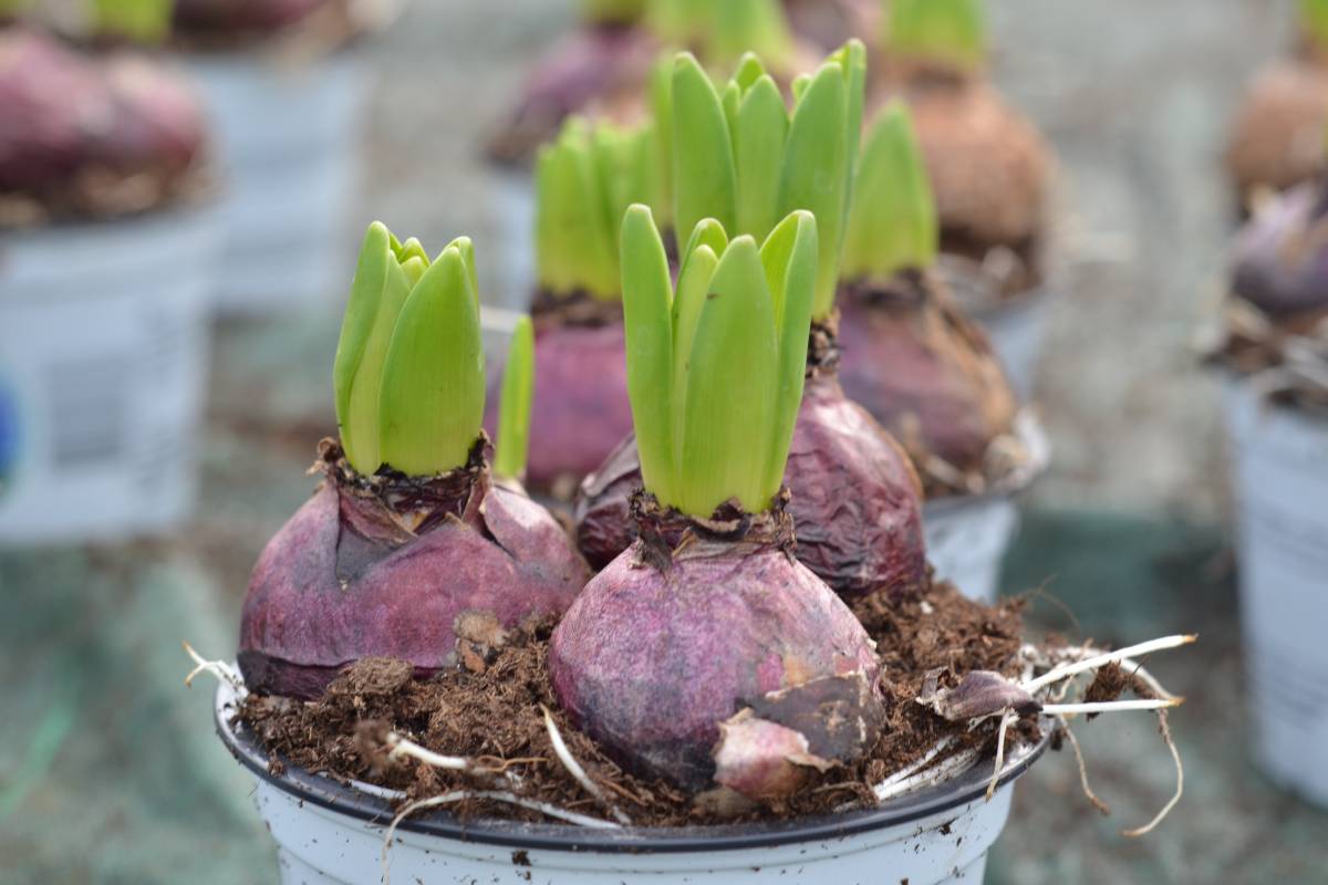 bulbi di giacinto piantati a novembre per fiorire in primavera