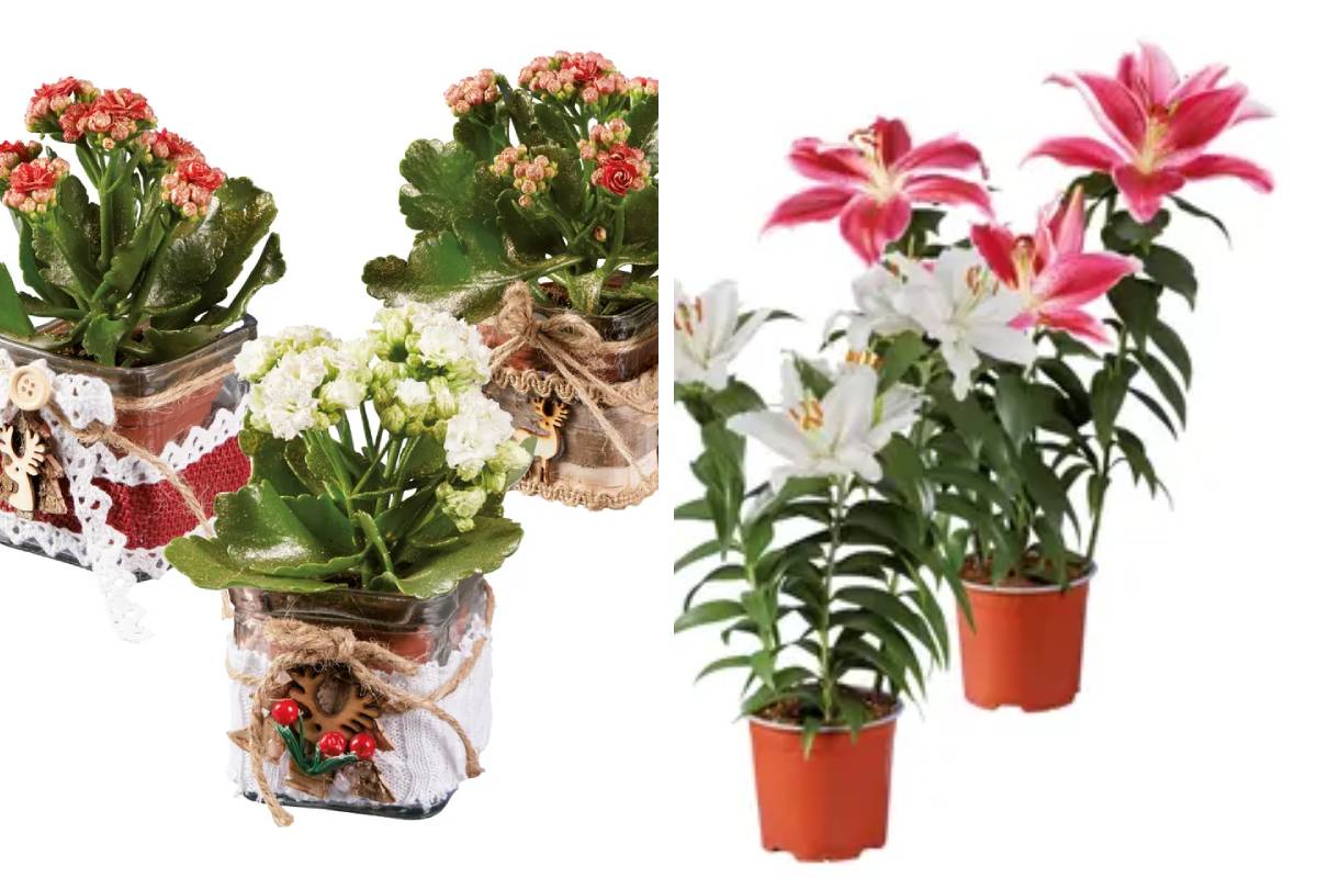 kalanchoe e lilium e altre piante decorative da lidl