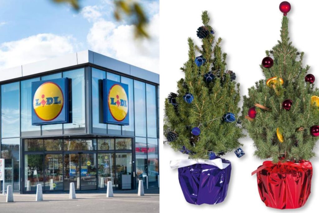 Speciale piante di Natale da Lidl: le offerte da prendere al volo questa settimana