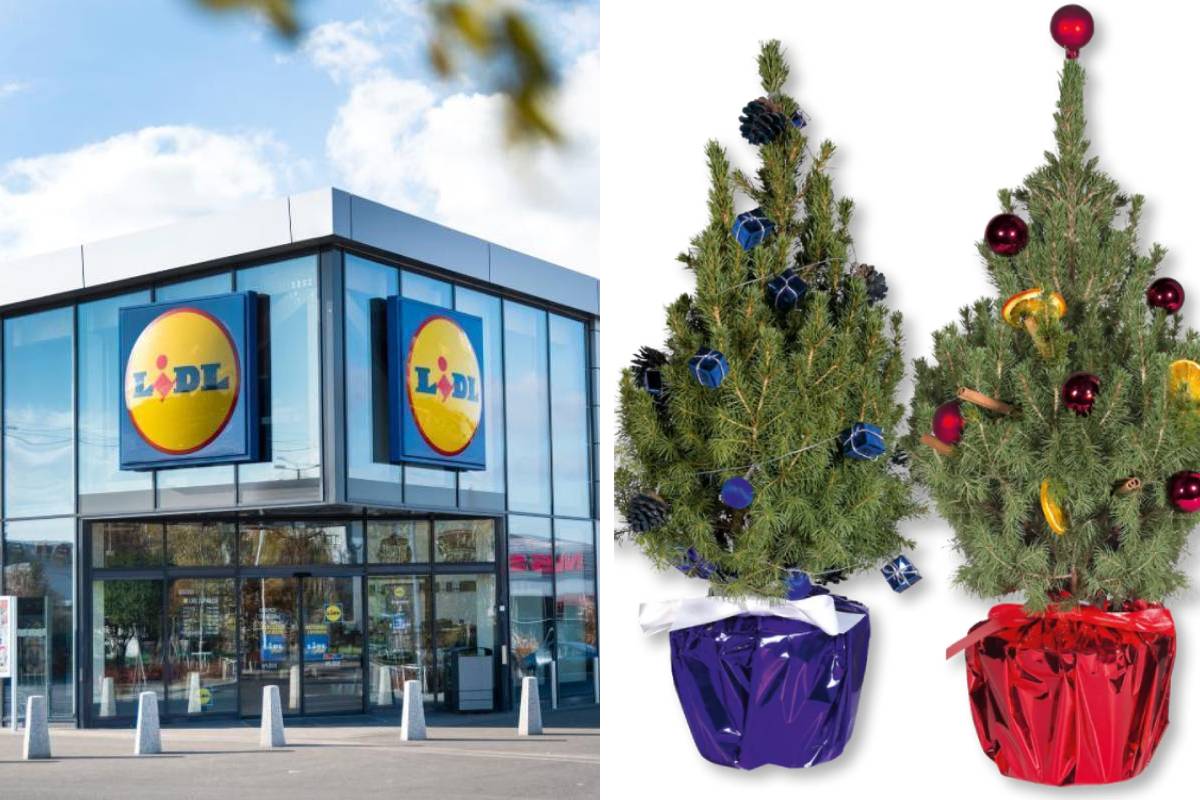 abeti di natale a lidl in offerta