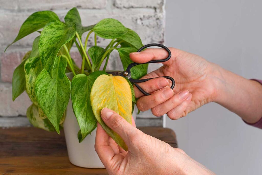 Pothos che ingiallisce in inverno: il trucco semplicissimo che interrompe subito il problema