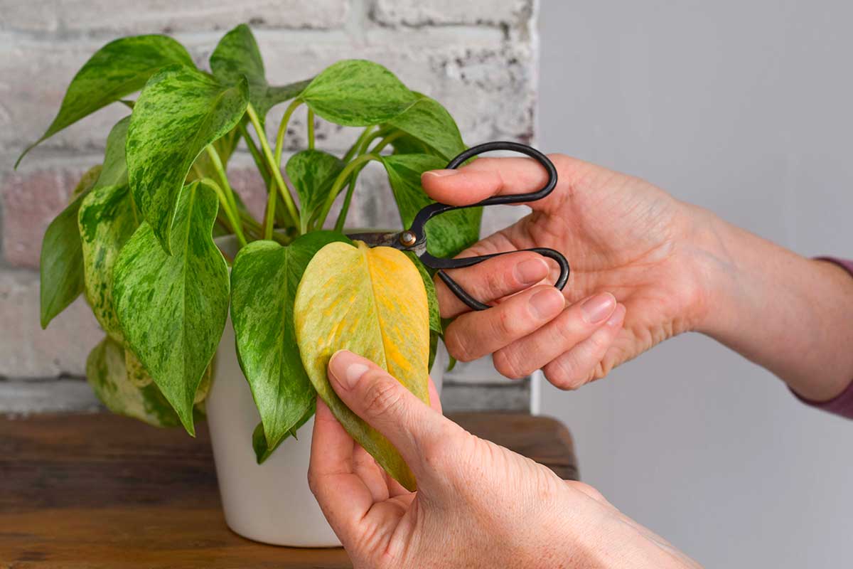 Pothos che ingiallisce in inverno: il trucco semplicissimo che interrompe subito il problema