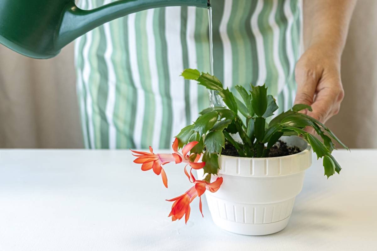 donna che innaffia il cactus di natale