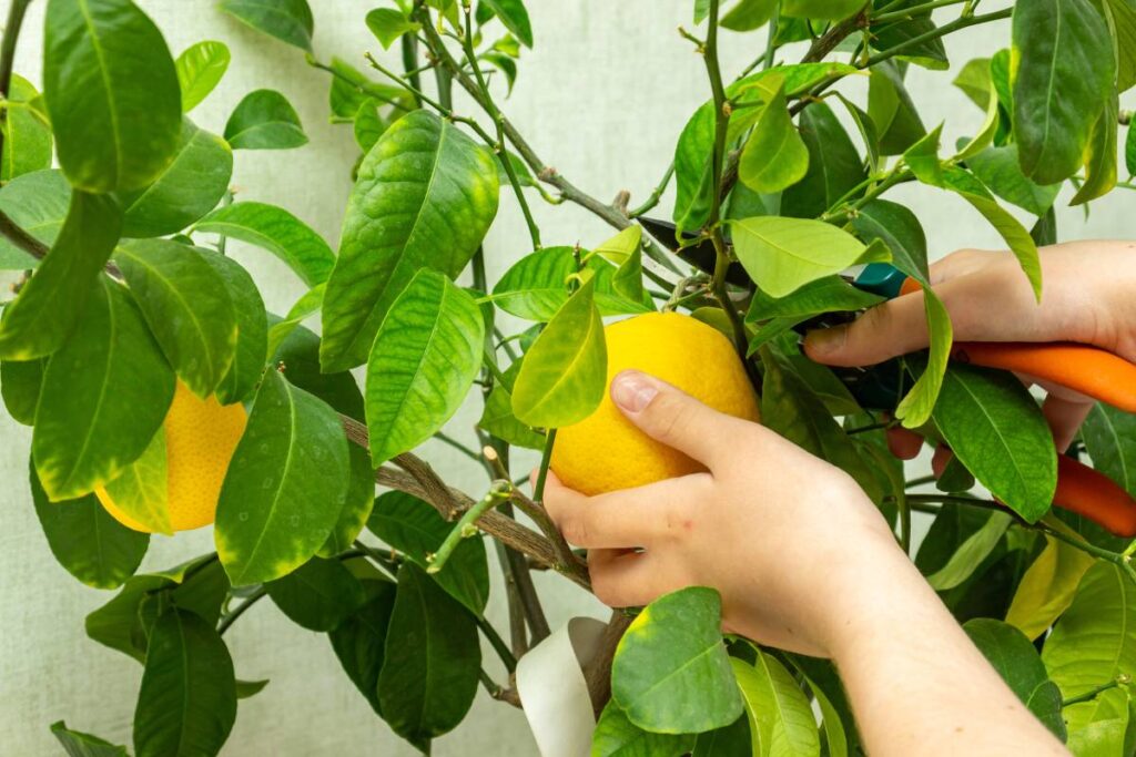 Potare il limone in piena terra: il momento giusto per farlo fruttare al massimo
