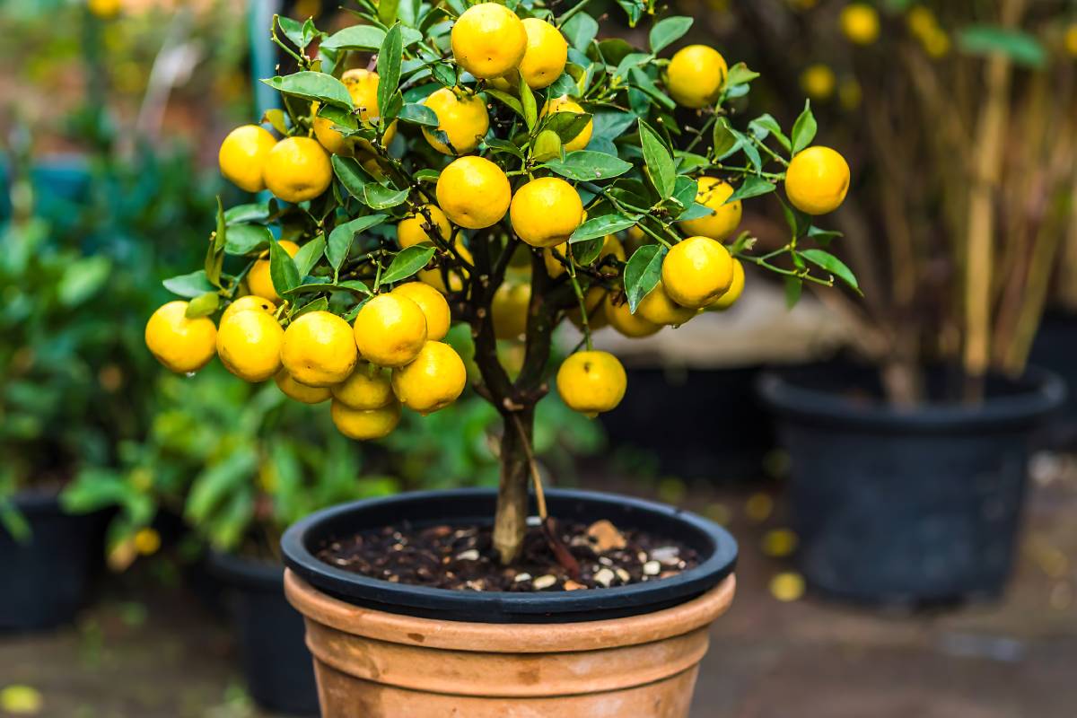 limone rinvasato in vaso di coccio