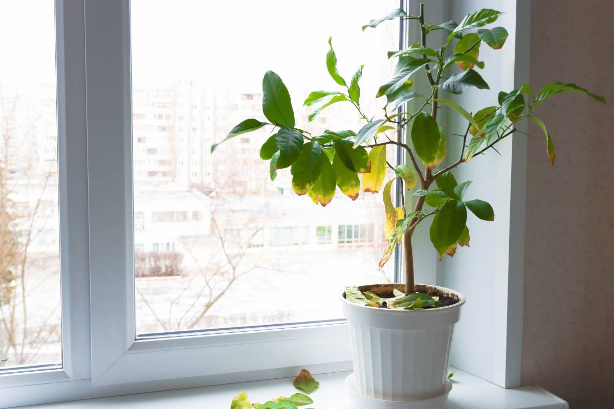 pianta stanca che perde foglie