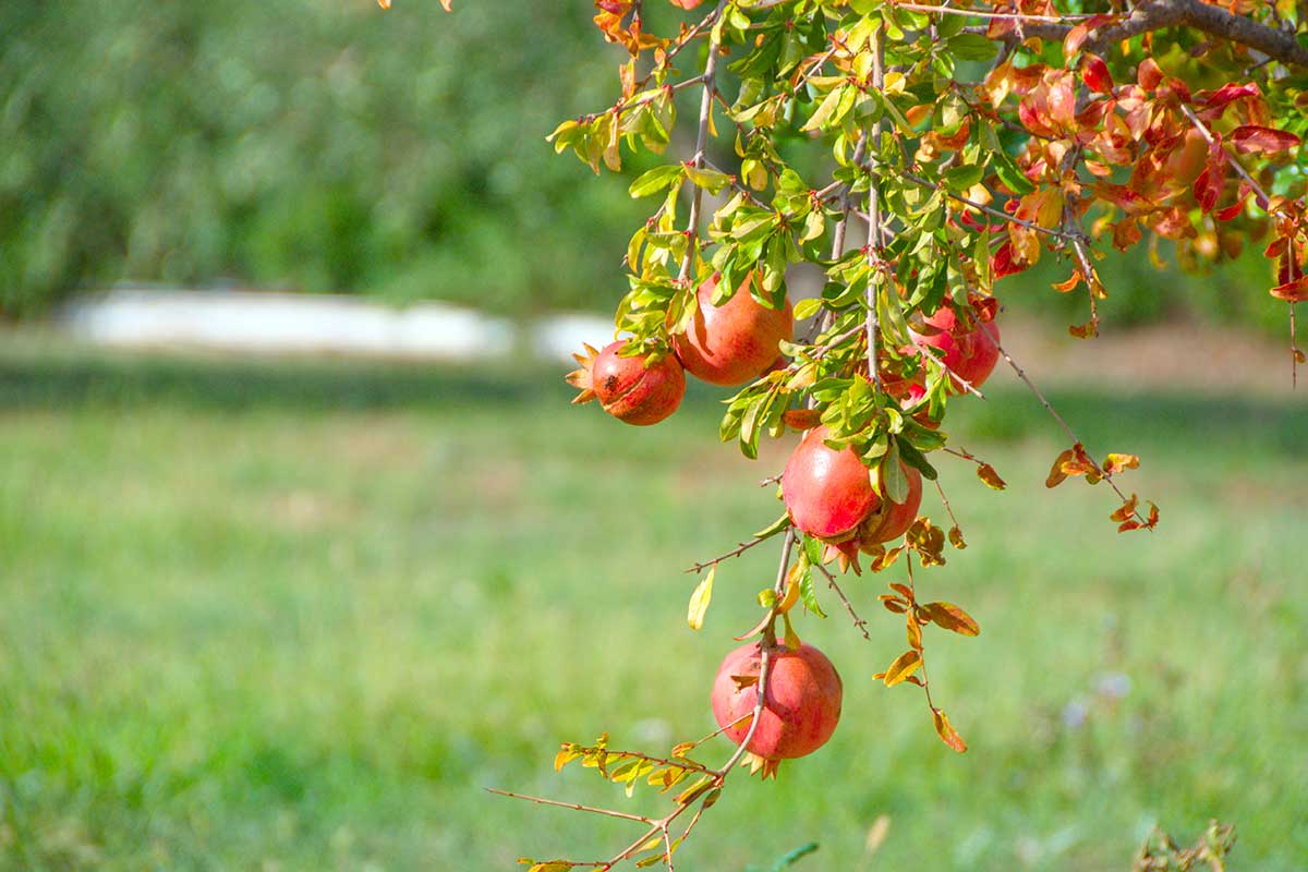 Segni di malattia nel melograno autunnale: cosa controllare prima dell’inverno