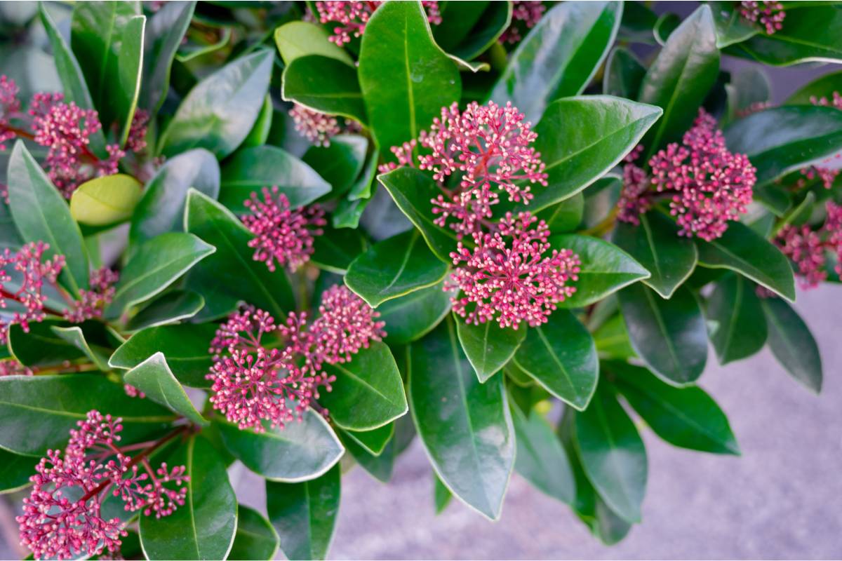 skimmia giapponese fiorita