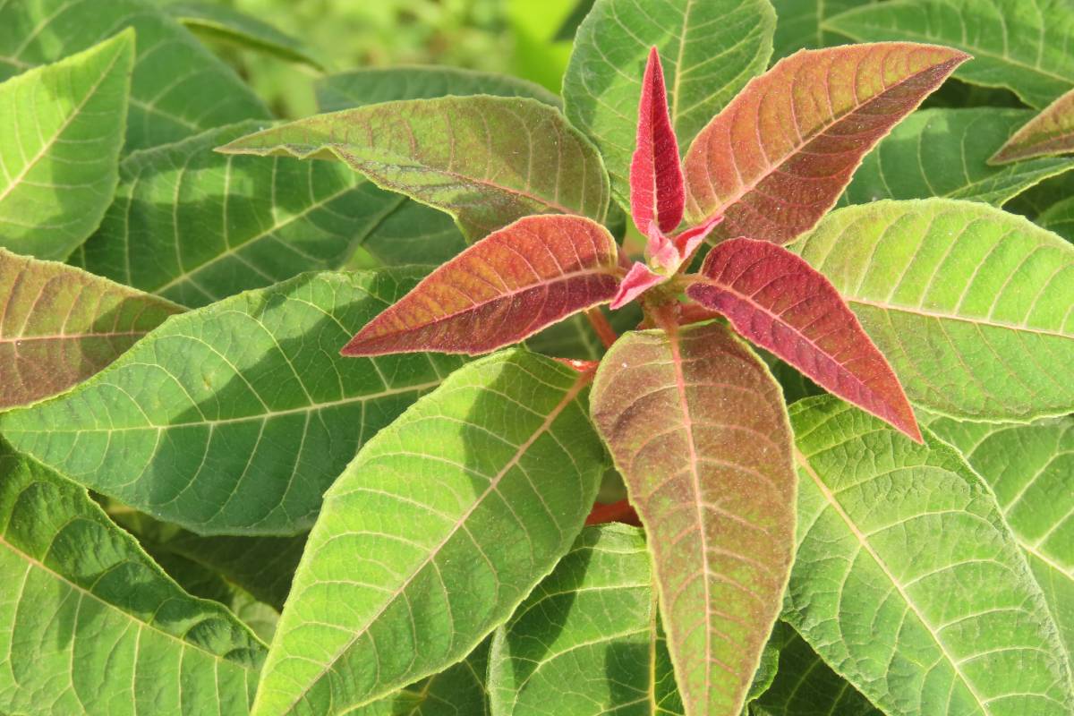 stella di natale senza foglie rosse