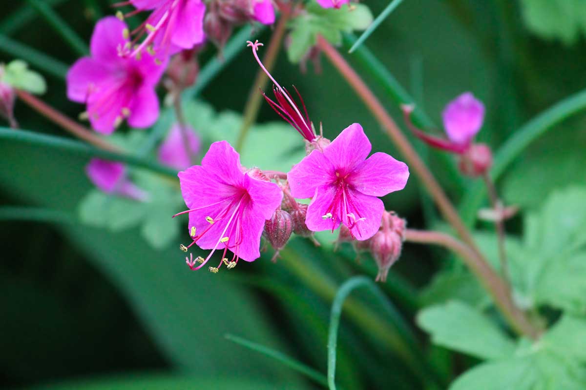 Geranium macrorrhizum