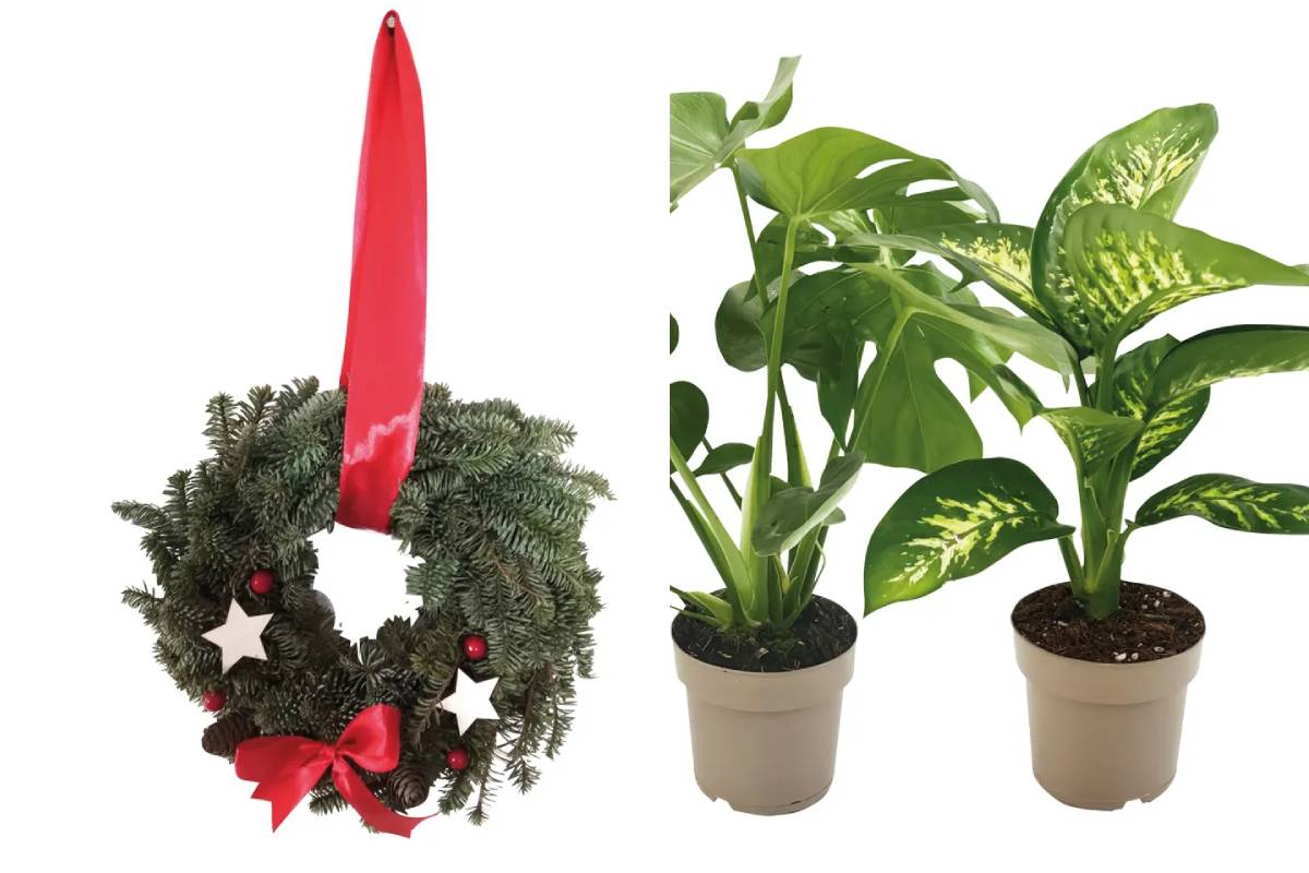 Ghirlanda natalizia e Piante verdi