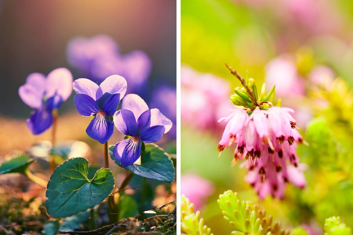 viola mammola erica carnea, tra i fiori che profumano dopo la pioggia